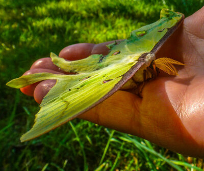 luna moth.jpg