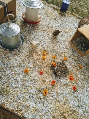 Quail worship :)