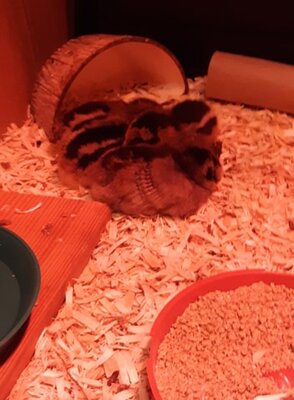 annabell dotty maverik sparky sleeping.jpg