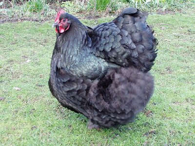 960px-Orpington_chicken_2.jpg