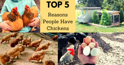 Top 5 Reasons People Have Chickens