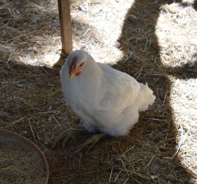 minner pearl cant walk small.jpg