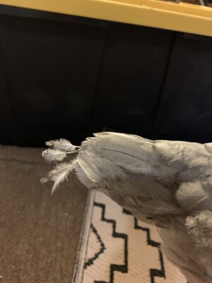 C6816F22-EE6B-419D-B859-C568F7B1AFC8.jpeg