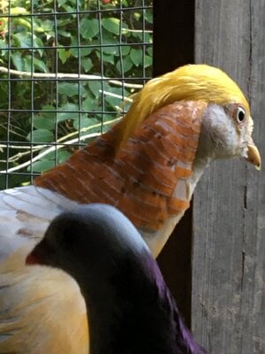 peach golden pheasant head shot.JPG