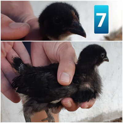 Chick 7.jpg
