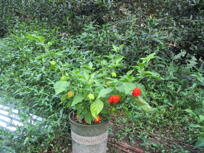 IMG_5878.JPG
