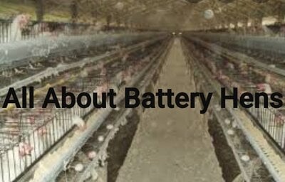 All About Battery Hens - Disclaimer: Graphic Pictures