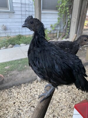 Ayam Cemani B1.JPG