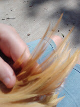 Fire Feathers.jpg