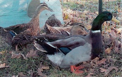 Rouen Ducks.jpg