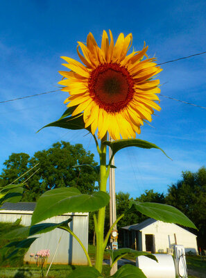 sunflower.jpg