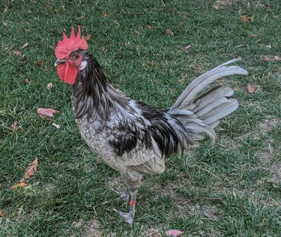 ChickenRed.jpg