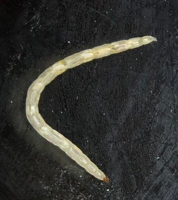 Tapeworm.jpg