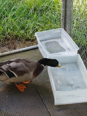 water dish 03.jpg