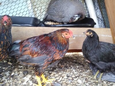 rooster and black hen.jpg