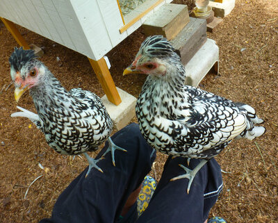 Maz and Princess  8-16.jpg