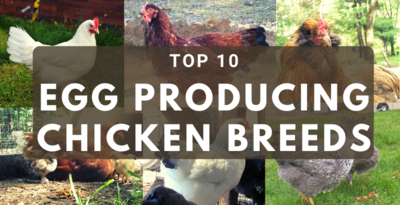 Top 10 Best Egg Producing Chicken Breeds