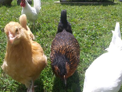 Best Starter Breeds For Backyard Flocks.