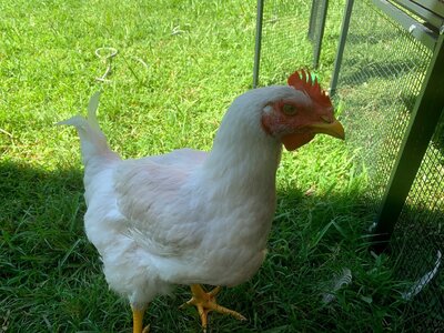 chick.jpg chick.jpg
