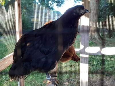 Black Australorp   Spuds.jpg