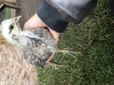 Can someone tell me what breed this is?