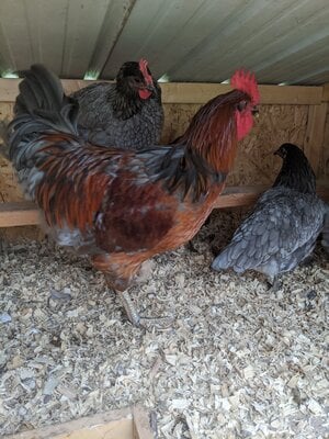 rhode island blue and blue rock hens.jpg