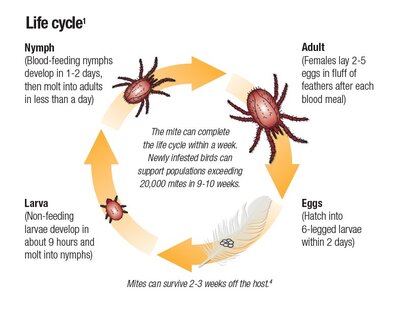 MIteLifeCycle.jpg