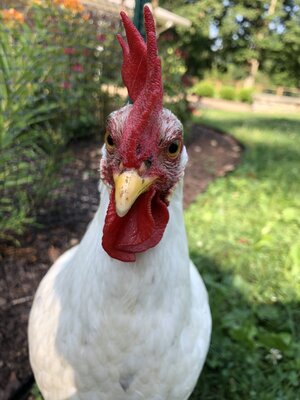 Hello Dolly.jpg