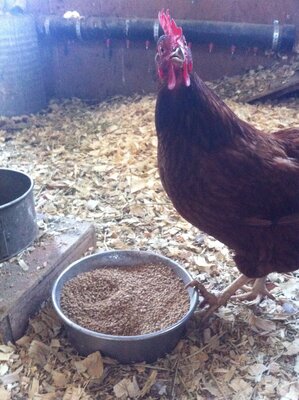 Red on feed bowl.JPG