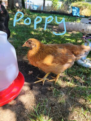 Poppy.jpg