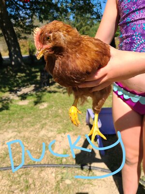 Ducky 1_LI.jpg