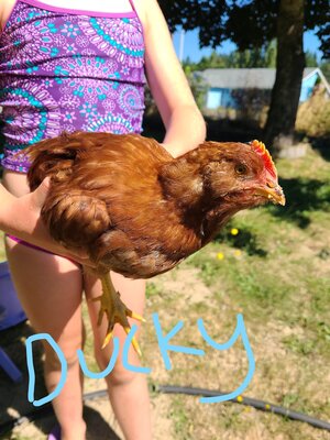 Ducky 2_LI.jpg
