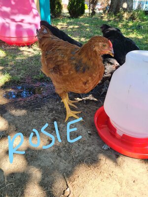 Rosie.jpg
