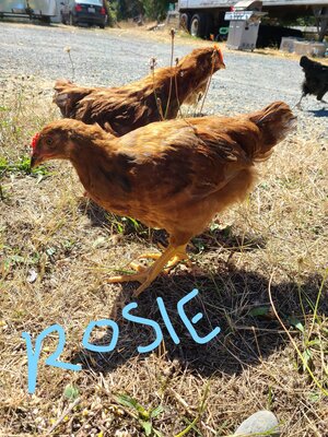 Rosie2.jpg