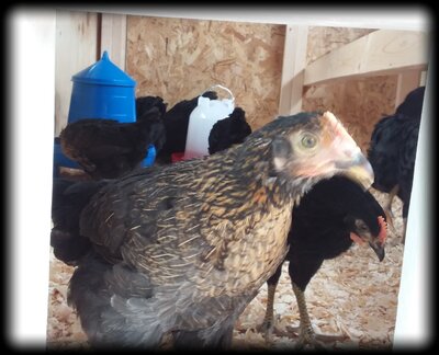chickens.jpg
