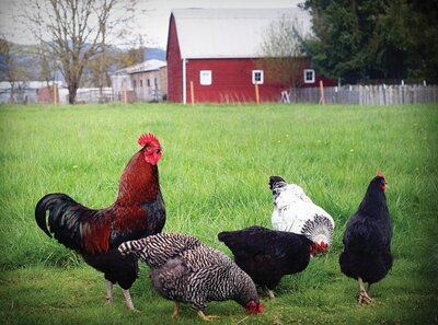 chicken-breeds.jpg