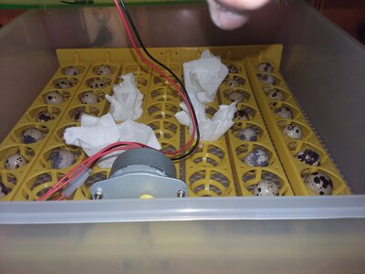 Sharing on how to lower the humidity in the incubator