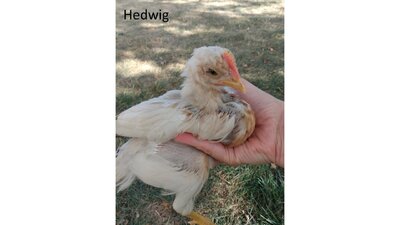 Hedwig.jpg