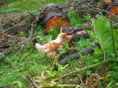 DSCN1300.JPG