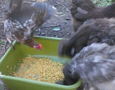 Fermenting Chicken Feed: A Straightforward Method | BackYard Chickens ...