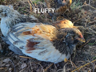 FLUFFY.jpg
