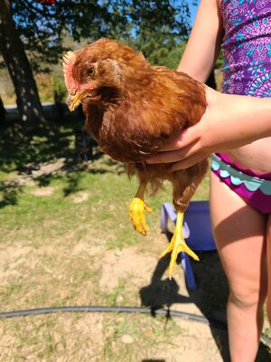 Ducky 1.jpg