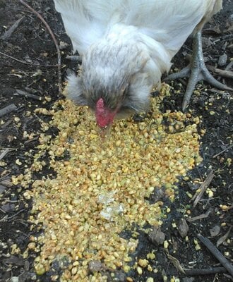 Fermenting Chicken Feed: A Straightforward Method