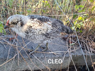 CLEO.jpg