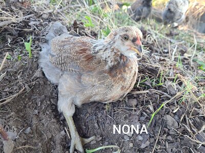 NONA.jpg