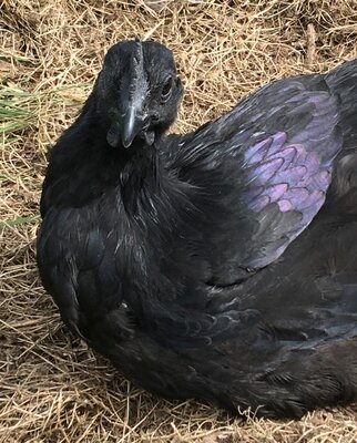 cemani  july 3.jpg