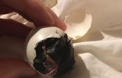 egg 12.jpg