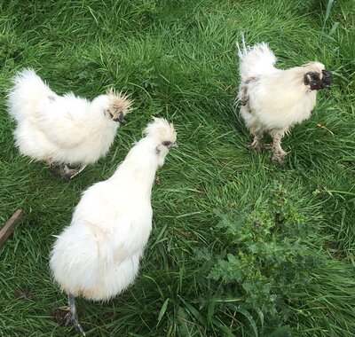 aug 23 silkies3.jpg