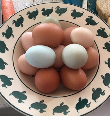 eggs 3.jpg