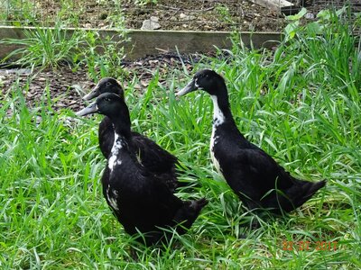 shetland duck pic.jpg